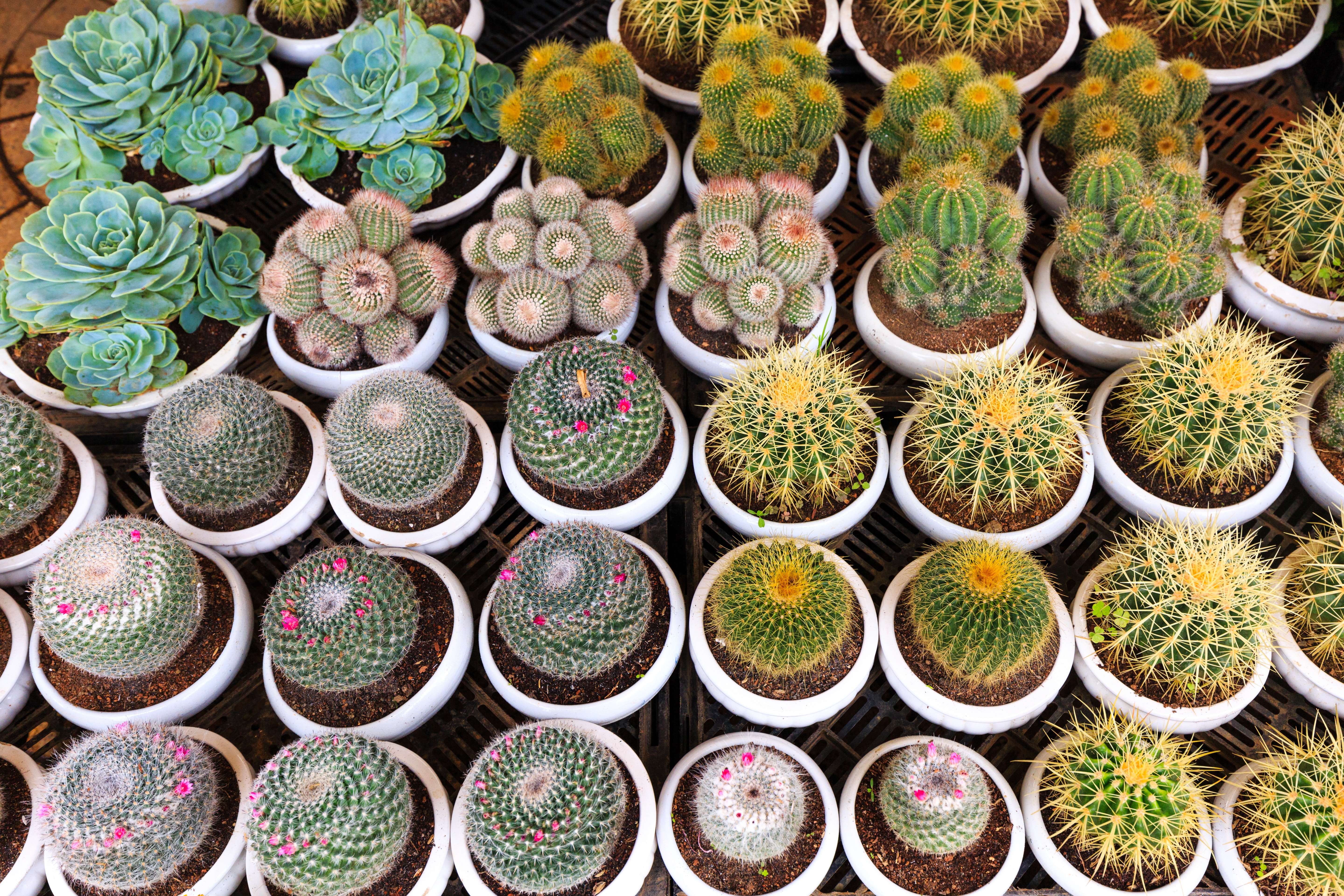 Photo by Quang Nguyen Vinh via Pexels cactus-flora-potted-plants-2138073.jpg